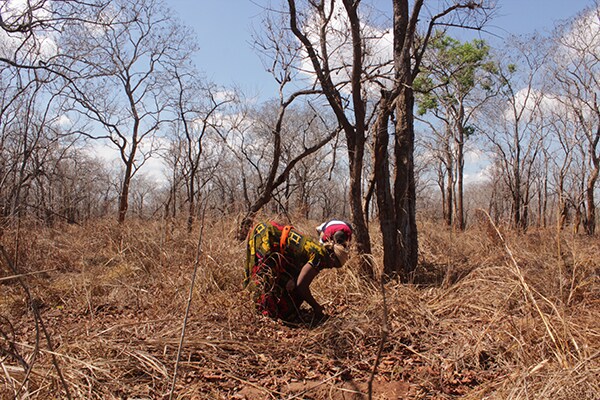 Pessoa plantando mudas de granadilha em uma área florestal na Tanzânia.