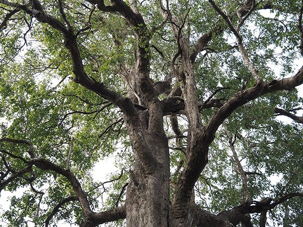O jacarandá-da-índia é um material fundamental para guitarras e violões.